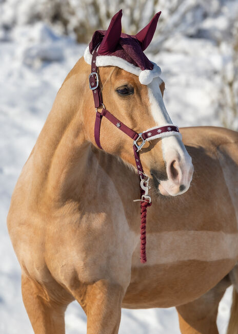 Kinsky-Stute, Nicole Ellmerich, Horses For Sale, Gaweinstal, Image 3