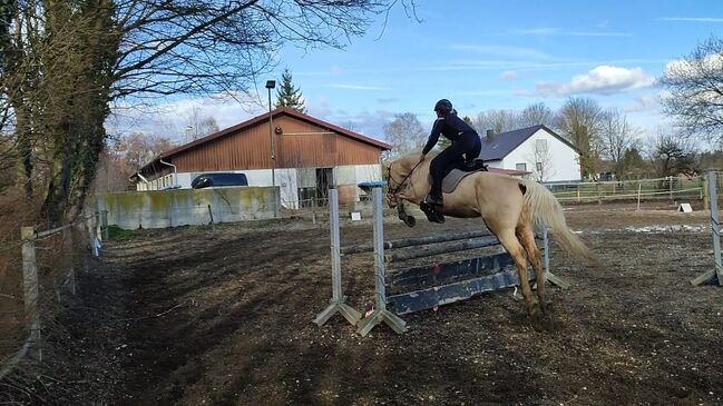 Kinskystute, Jana Jungingerova , Horses For Sale, Bissingen , Image 4