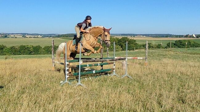 Kinskystute, Jana Jungingerova , Horses For Sale, Bissingen , Image 2