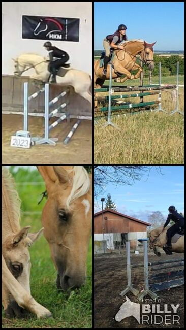 Kinskystute, Jana Jungingerova , Horses For Sale, Bissingen , Image 12