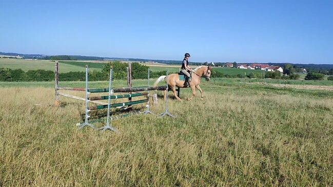 Kinskystute, Jana Jungingerova , Horses For Sale, Bissingen , Image 9