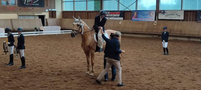 Kinskystute, Jana Jungingerova , Horses For Sale, Bissingen , Image 10