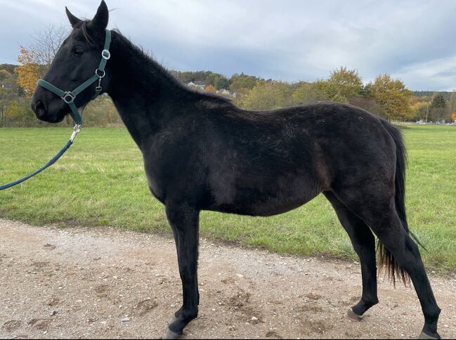 Kintaro, Jungpferd, 4 Jahre, Aziza, Horses For Sale, Eggolsheim