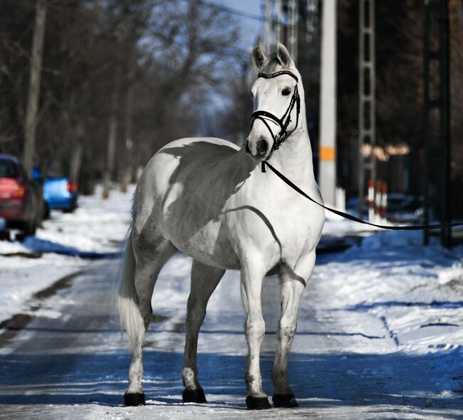 KITTI sucht ein neue zu Hause, Terecskei feri, Horses For Sale, Kecskenét