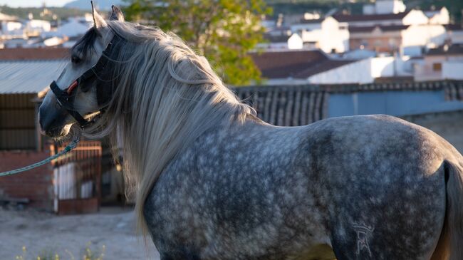 Bereit für dein Spanisches Traumpferd, Melanie Manzl (Passion Barock), Horses For Sale, 6341, Image 3