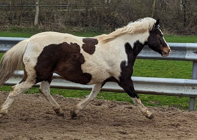 Ponystute 6 j. 1,40, Tanja Fechner-Truelsen, Konie na sprzedaż, Barkelsby