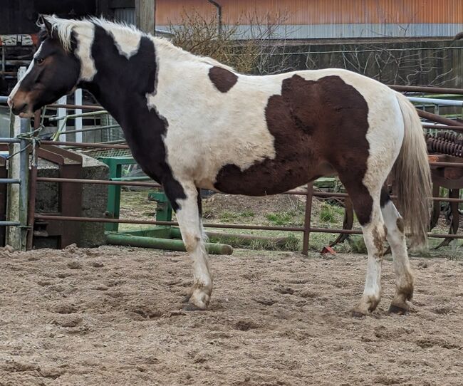 Ponystute 6 j. 1,40, Tanja Fechner-Truelsen, Konie na sprzedaż, Barkelsby, Image 4