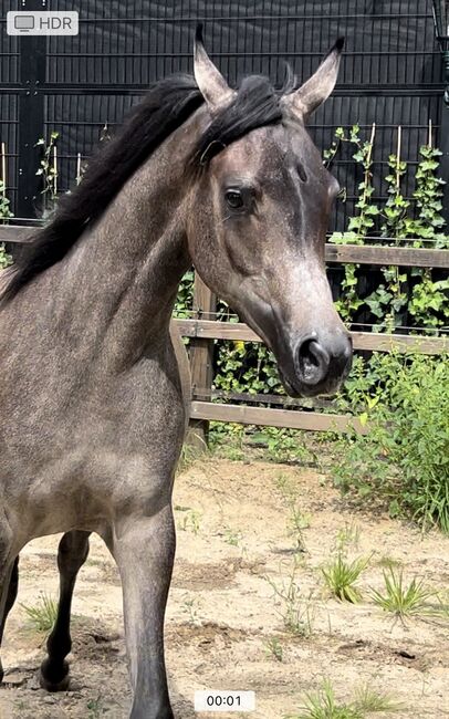 Arabian Mare, Prium Arabians, Konie na sprzedaż, Uddel, Image 3