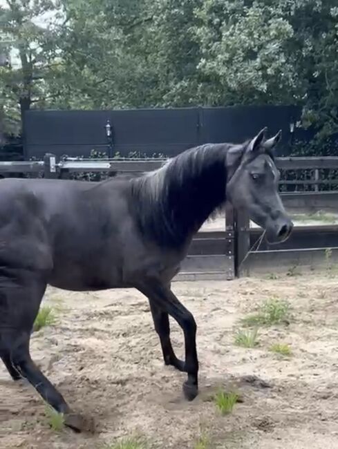 Arabian Mare, Prium Arabians, Konie na sprzedaż, Uddel, Image 3