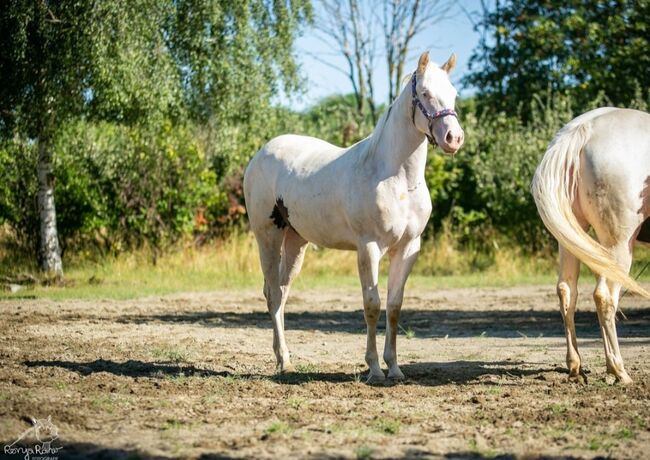 Bezaubernde Paint Horse  Stute 2023 APHA, Rainer, Konie na sprzedaż, Wernigerode, Image 9