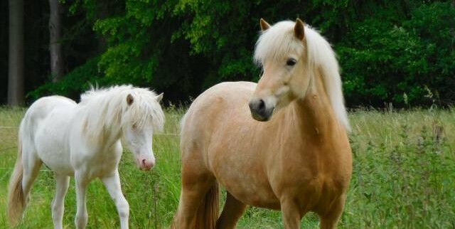 Schicke Isabellstute, tragend von Braunwindfarbhengst, Ulli Richard, Konie na sprzedaż, Neustadt am Rübenberge