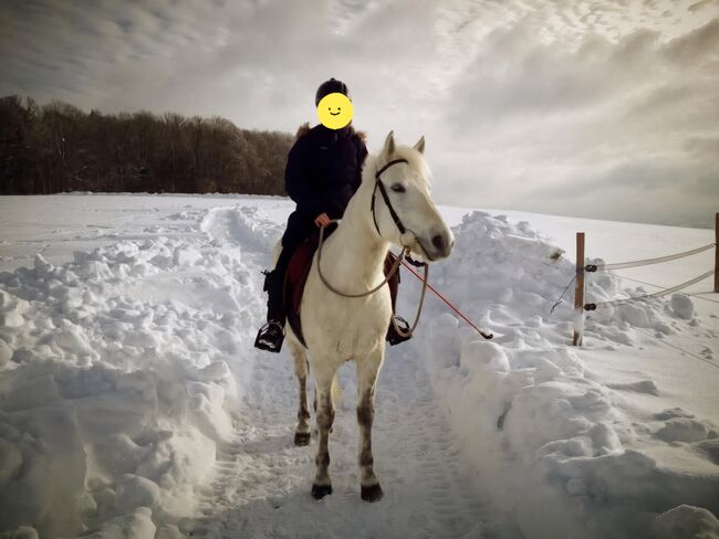 Charakterstarke Connemara-stute zu verkaufen / Vater: Leam FINNIGAN, Ingold, Konie na sprzedaż, Widen, Image 3