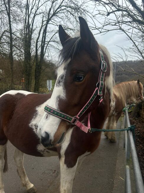 Scheckstute, Martina Zeller , Konie na sprzedaż, Künzelsau