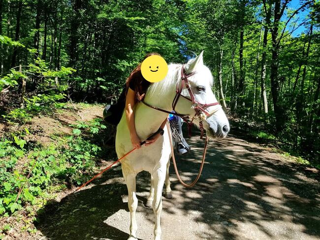 Reinrassige Connemarastute zu verkaufen, Ingold, Konie na sprzedaż, Widen, Image 8