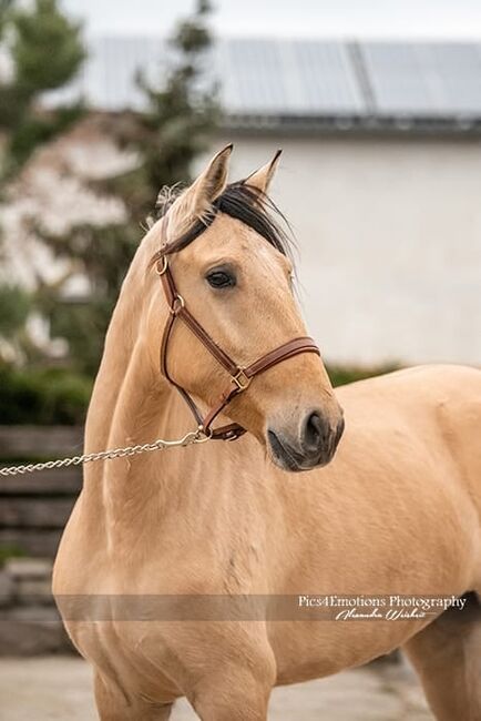 Reinrassige Lusitanostute mit bester Abstammung, ISPA - Iberische Sportpferde Agentur (ISPA - Iberische Sportpferde Agentur), Konie na sprzedaż, Bedburg, Image 2