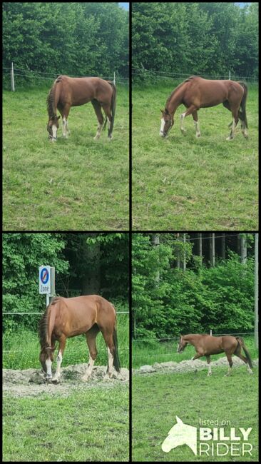 Stute zum decken, Josef Jenewein , Konie na sprzedaż, Ampass , Image 5