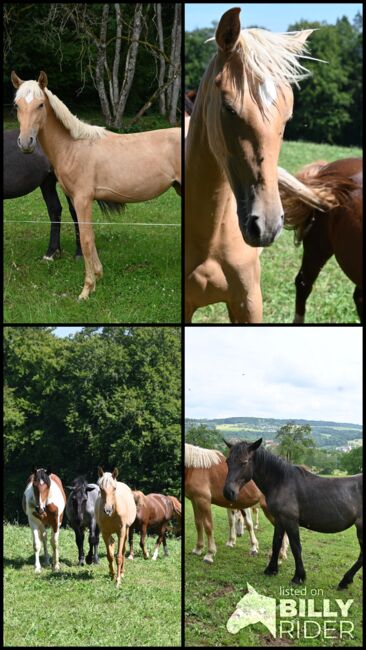 Traum Palomino PRE Stute, Manuela KUBNY , Konie na sprzedaż, Küßnach , Image 6