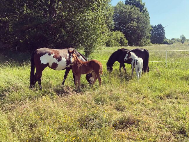 Paint Stute / Quarter High Brow Cat, GM Horses, Konie na sprzedaż, Warburg, Image 6