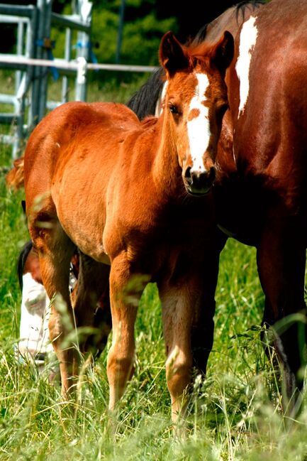 Paint Stute / Quarter High Brow Cat, GM Horses, Konie na sprzedaż, Warburg