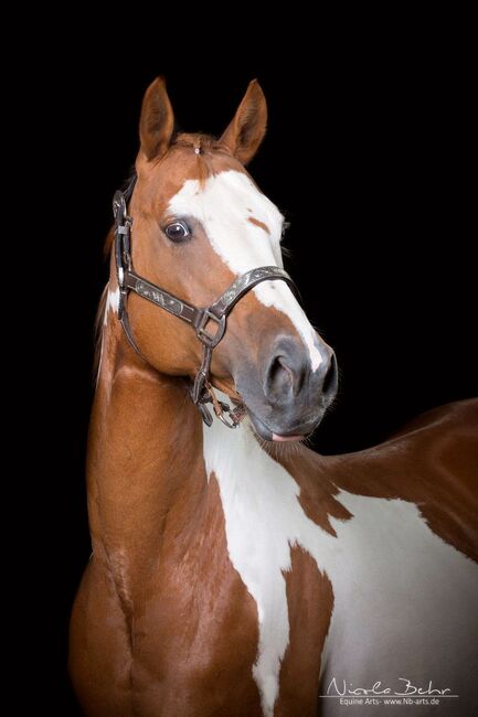 Paint Stute / Quarter High Brow Cat, GM Horses, Konie na sprzedaż, Warburg, Image 10