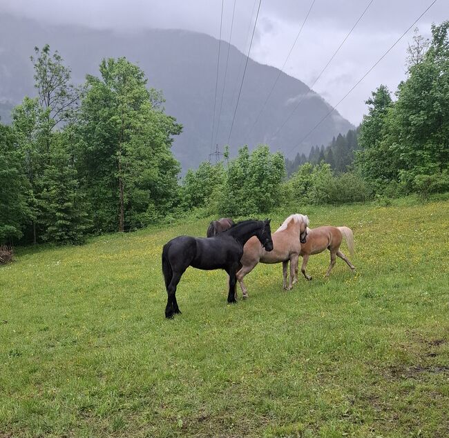 Friesenstute KFPS, Celina, Konie na sprzedaż, Dorfgastein, Image 8