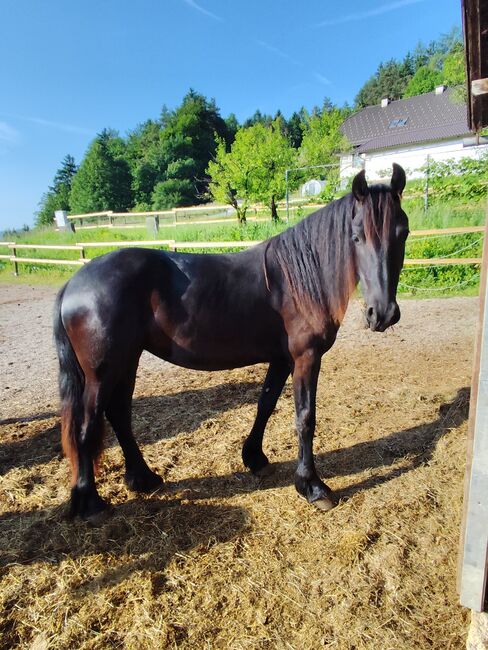 Friesen Stute, Tanja , Konie na sprzedaż, Slovenj Gradec , Image 2