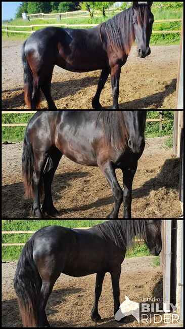 Friesen Stute, Tanja , Konie na sprzedaż, Slovenj Gradec , Image 4