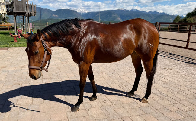 Bay Stute Wimpys Little Step x Topsail (2022), Amelie Liegl, Konie na sprzedaż, Eppan