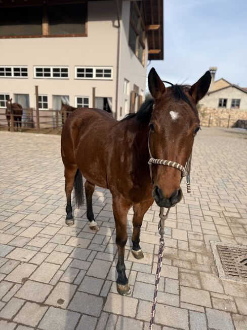 Bay Stute Wimpys Little Step x Topsail (2022), Amelie Liegl, Konie na sprzedaż, Eppan