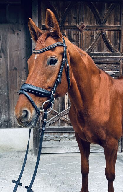 Hannoveraner Stute – elegante Partnerin für Dressur & Zucht, Samantha Wiry, Konie na sprzedaż, Dettenheim, Image 2