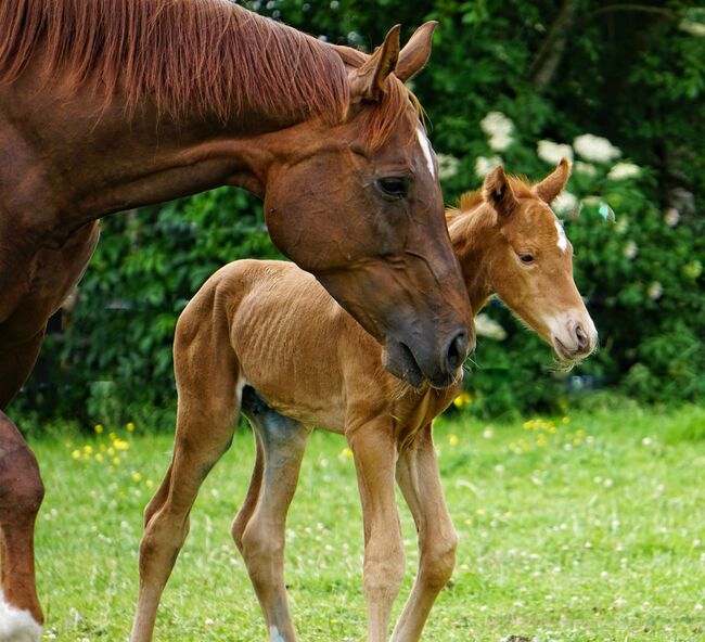 Hannoveraner Stute, Manuela Walter , Konie na sprzedaż, Vaalermoor, Image 3