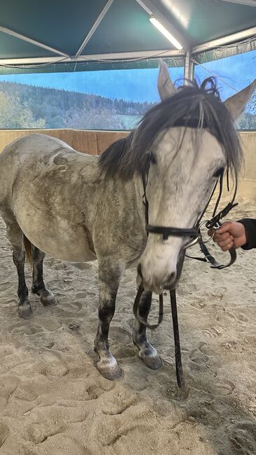 Zuchtstute Lippizaner Mix, Ingrid Erdkönig, Konie na sprzedaż, Eselberg, Image 12