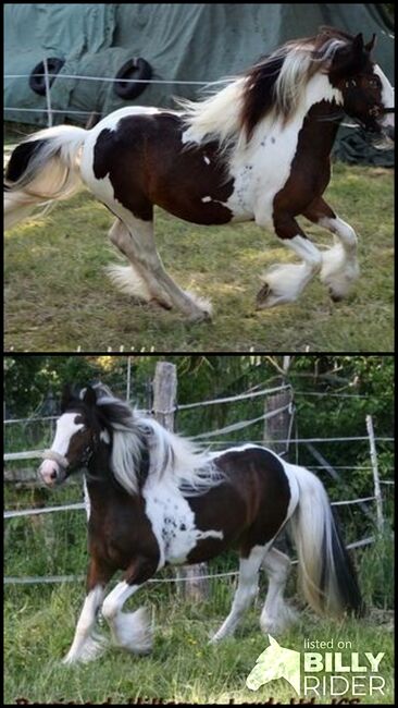 Irish Cob Zuchtstute (Tom Price), Tina, Konie na sprzedaż, Calden, Image 3