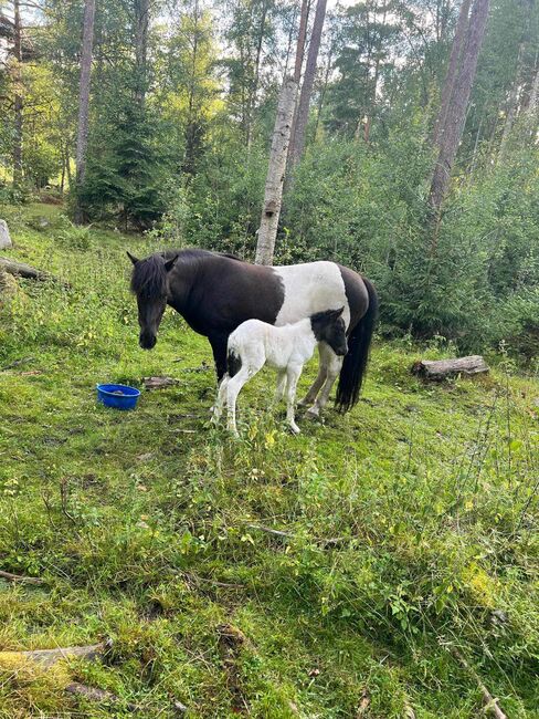 Islandpferd Stute mit Fohlen, Fleur, Konie na sprzedaż, Heiligenkreuz im Lafnitztal