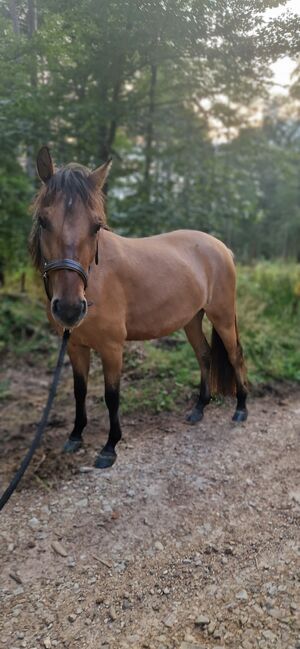 Konik-Huzule Stute zu verkaufen, S.hek, Konie na sprzedaż, Schlangenbad , Image 2