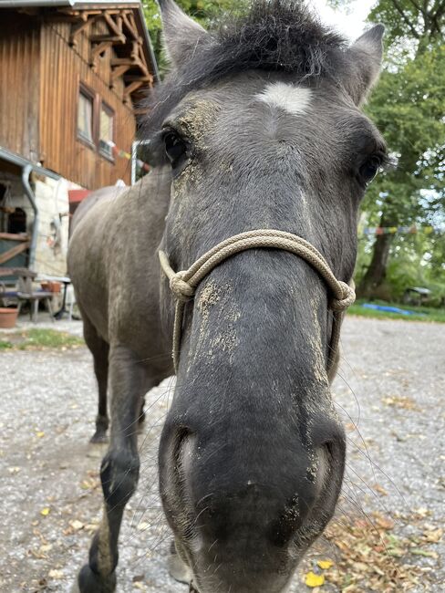 Konik Stute, Lisa Budinsky, Konie na sprzedaż, Baden, Image 5