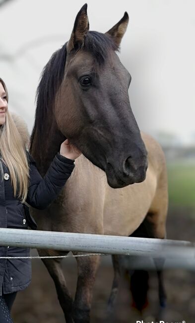 Konik stute, Jeannie, Konie na sprzedaż, Braunschweig, Image 3