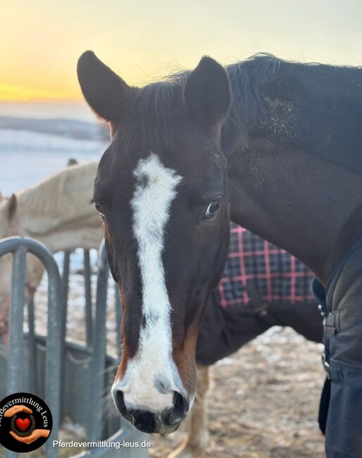 Turnierstute von Quaterhall x Pik Bube, Katharina Lehmann (Pferdevermittlung Leus), Konie na sprzedaż, Königslutter