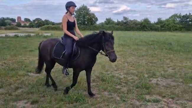 Pony Stute Rappe 1.44m Fahren/Reiten, T W , Konie na sprzedaż, 16928 Boddin 