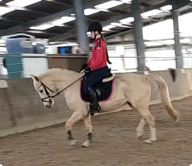 Kinderpony Stute 11Jahre, B.M., Konie na sprzedaż, Großheide