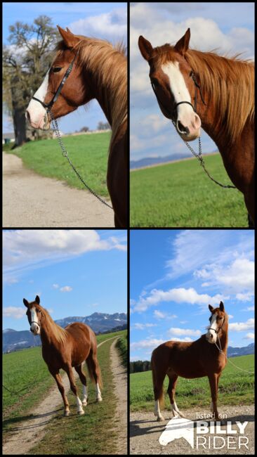 Reitponystute von Körsieger, Brit Fanta , Konie na sprzedaż, Eggmayr, Image 6