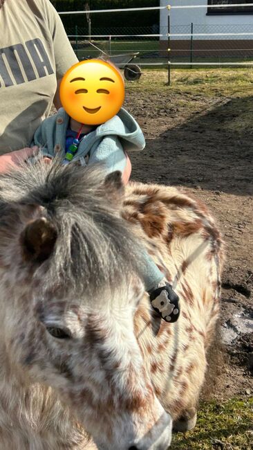 Appaloosa Shetlandpony Stute, Vanessa Harzer, Konie na sprzedaż, Baiersdorf , Image 4