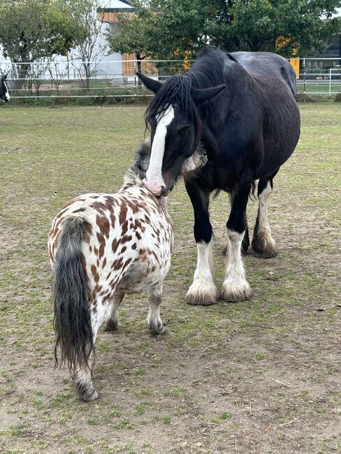 Appaloosa Shetlandpony Stute, Vanessa Harzer, Konie na sprzedaż, Baiersdorf , Image 6