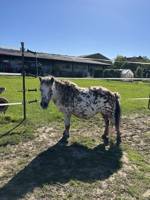 Appaloosa Shetlandpony Stute, Vanessa Harzer, Konie na sprzedaż, Baiersdorf 