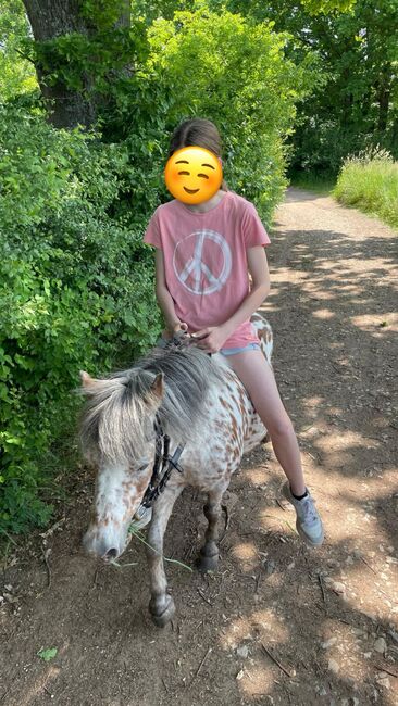 Appaloosa Shetlandpony Stute, Vanessa Harzer, Konie na sprzedaż, Baiersdorf , Image 3