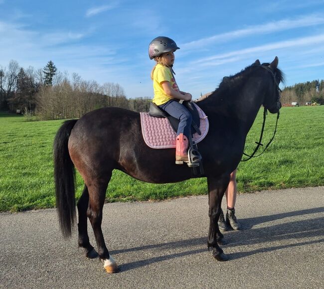 Ponystute., Vera Knisel , Konie na sprzedaż, Argenbühl, Image 2