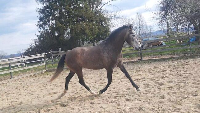 Lusitano Stute zu verkaufen, Pat Weiss, Konie na sprzedaż, Weinburg, Image 3