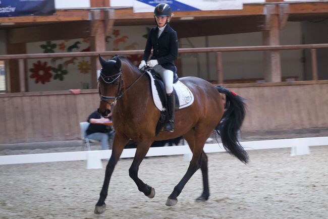 Traumstute sucht Endplatz, Michaela, Konie na sprzedaż, Schriesheim 