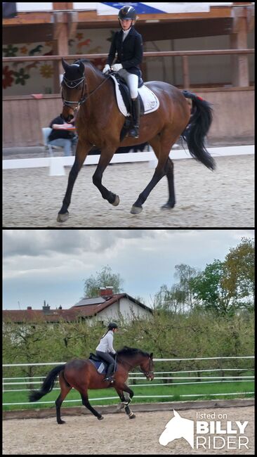 Traumstute sucht Endplatz, Michaela, Konie na sprzedaż, Schriesheim , Image 3