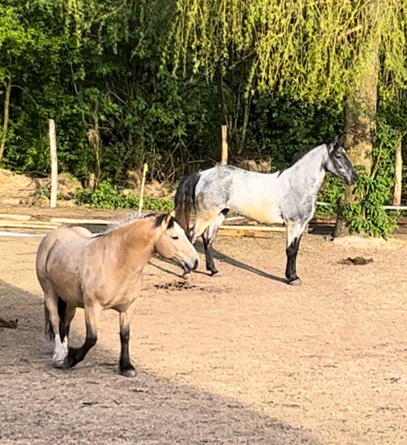 Murgesenmix Stute, Tanja, Konie na sprzedaż, Nohfelden, Image 4